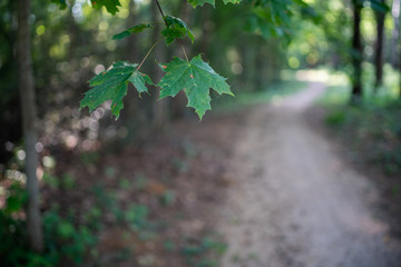 Obraz premium Vegetation