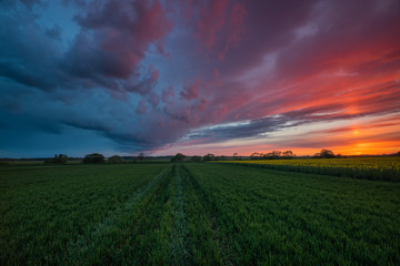 Rapeseed blossom at sunset time