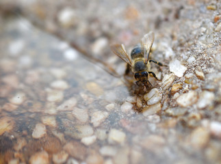 Bee drinking water.