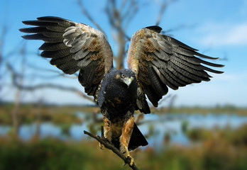 real eagle (Aquila chrysaetos)