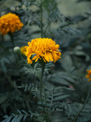 Yellow marigold in the garden