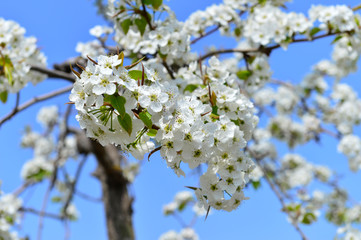 Pear flower in full bloom in spring