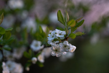 Apple blossom at sunset