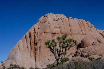 Joshua tree (yucca brevifolia) in front of a large granite rock formation against a clear blue sky in Joshua Tree National Park, California, USA. - Powered by Adobe