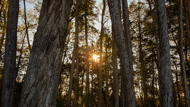 forest of Parque Arvi, Medell&iacute;n, Colombia