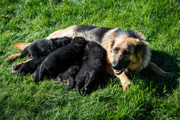 adult german shepherd female feeds small puppies