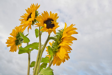 Sonnenblume