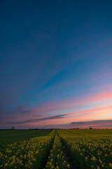 Rapeseed and sunset