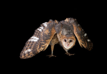 barn owl (Tyto alba)