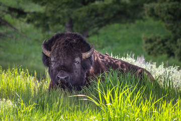 American Bison in a green grass valley