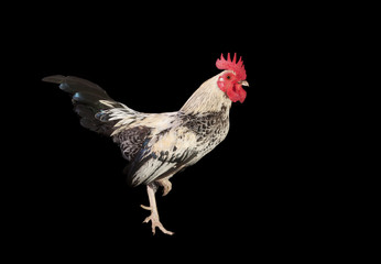 Colombian rooster - bird of farm   © GuillermoOssa