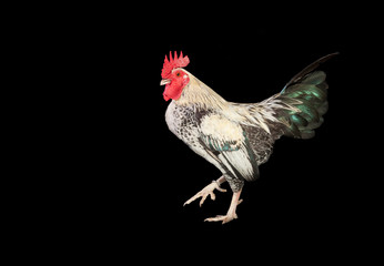 Colombian rooster - bird of farm   © GuillermoOssa
