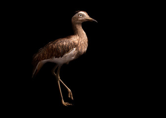 Double-striped Thick-knee (Burhinus bistriatus)