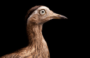 Double-striped Thick-knee (Burhinus bistriatus)
