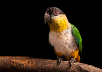 Black-headed Parrot - Pionites melanocephalus