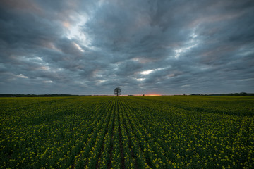 Rapeseed and sunset
