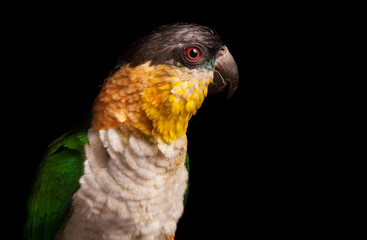 Black-headed Parrot - Pionites melanocephalus