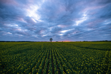 Rapeseed and sunset