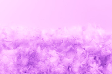 Fototapeta premium Beautiful abstract blue and purple feathers frame on darkness background and colorful soft white pink feather portrait frame texture