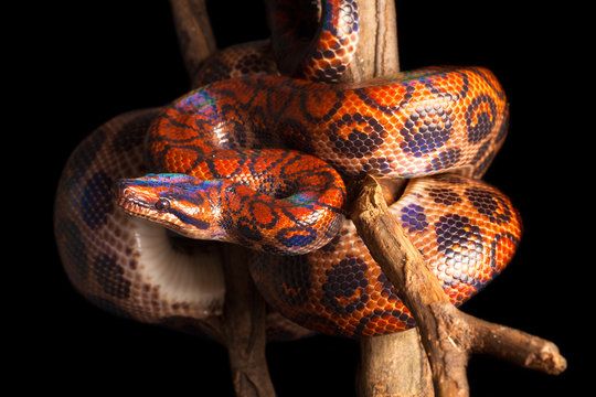 rainbow boa (Epicrates cenchria)