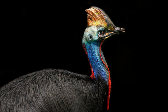 Cassowaries (Casuarius Casuarius)