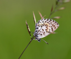 close up of chequered blue butterfly (scolitantides orion) hanging on a leaf of grass in South...