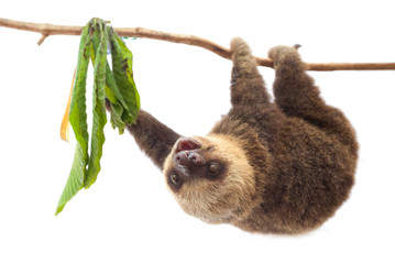 a sloth travels on a branch