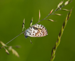 close up of chequered blue butterfly (scolitantides orion) hanging on a leaf of grass in South...