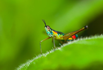 Orthoptera Eumastacidae - grasshopper
