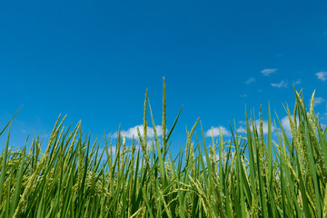 Closeup green rice field against blue sky