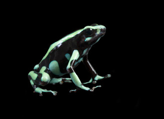 green-and-black poison dart frog (Dendrobates auratus)