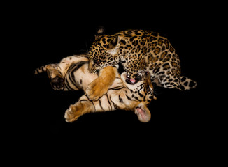two pups of tiger (Panthera tigris tigris) and jaguar (Panthera onca) play in their habitat