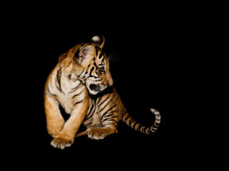 a baby bengal tiger (Panthera tigris tigris) in an animal rescue center