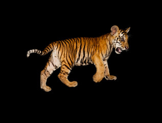 a baby bengal tiger (Panthera tigris tigris) in an animal rescue center