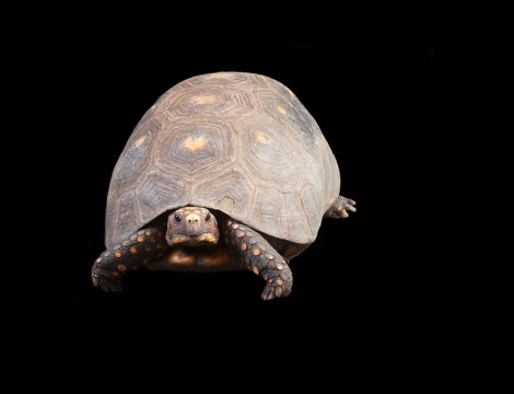 Red-footed Tortoise  (Chelonoidis Carbonarius)