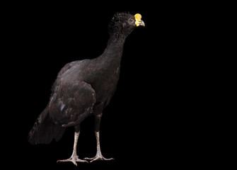 Yellow-knobbed Curassow (Crax daubentoni)