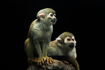 Common squirrel monkey (Saimiri sciureus)
