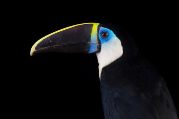 White-throated Toucan (Ramphastos tucanus)