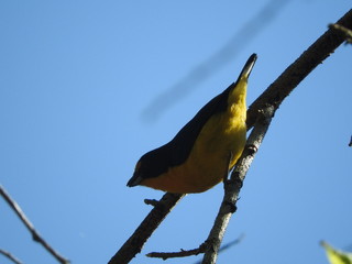Gaturamo (Euphonia violacea)