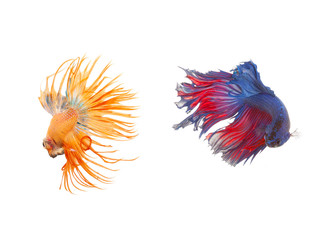 Obraz premium Siamese fighting fish (Betta splendens)