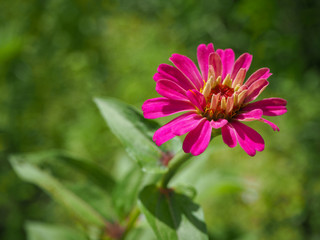 Obraz premium Pink zinnia