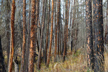 bare lodgepole pine after fire