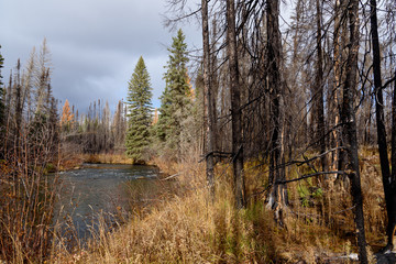 creek with burnt trees on bank