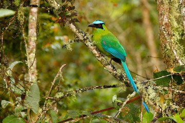 Andean Motmot (Momotus aequatorialis)