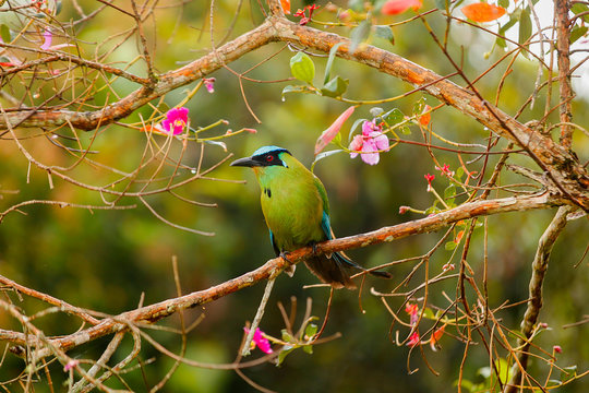 Andean Motmot (Momotus aequatorialis)