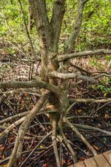 Loop-root mangrove Rhizophora mucronata Tree