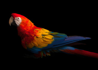 Scarlet Macaw (Ara macao)