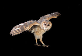 barn owl (Tyto alba)