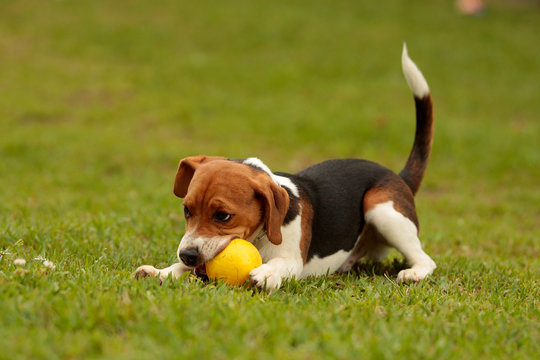 a beagle puppy plays with a ball in the park