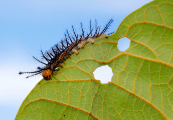 a caterpillar feeds on a plant